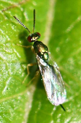Toryminae